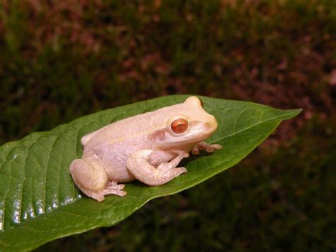 Albino Tree Frog – Exotic Pets