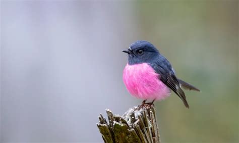 24 Pink Birds You Should Know Id Photos I Thebirdpedia