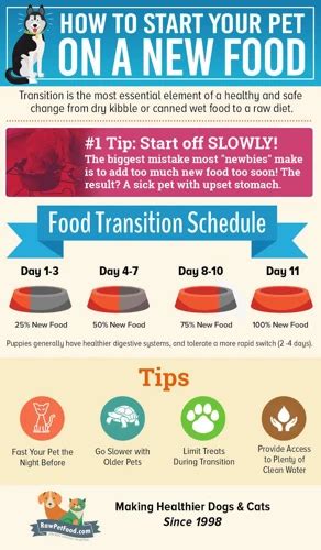 Feeding Your Shih Tzu: The Ultimate Guide - Dog Care Hacks