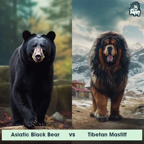 Tibetan Mastiff vs Lion: See Who Wins | Animal Matchup
