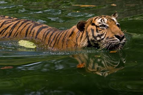 Royal Bengal Tiger Swimming In Water Stock Photo Image Of Nose India