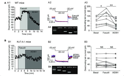 Fasudil Potently Augments Kv Currents In Drn Ht Neurons A