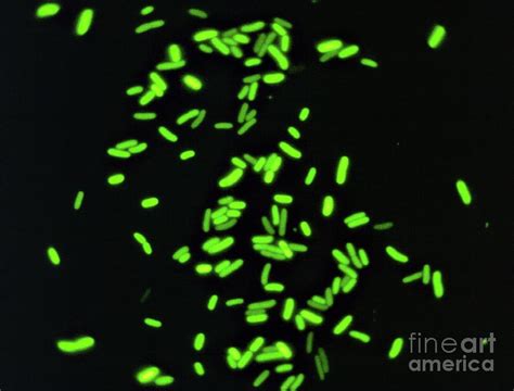 Transformed Bacteria E Coli Containing Gfp Photograph By Dennis Kunkel Microscopy Science