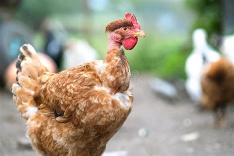 Chicken Feeding On Traditional Rural Barnyard Hens On Barn Yard In Eco