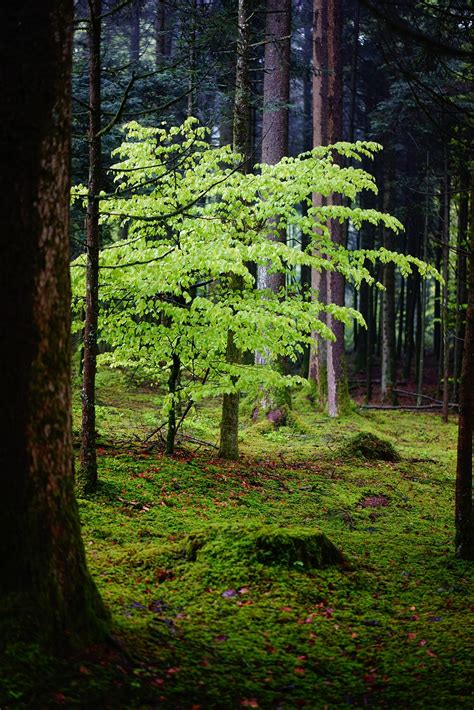 forest beech leaves  photo  pixabay pixabay