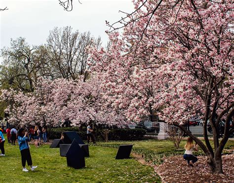 Washington D.C Cherry Blossoms on Behance