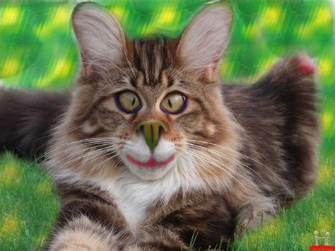 ghulmil.com | Funny cat wallpaper, Funny cat pictures, Cat pics