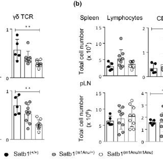 Assessment Of Peripheral T Cell Subsets In Wild Type WT And Satb1