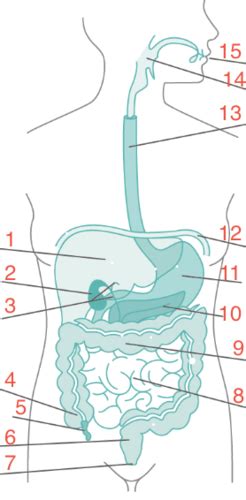 Der Verdauungstrakt Karteikarten Quizlet