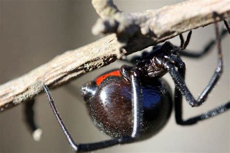 Black Widow Spider A Z Animals
