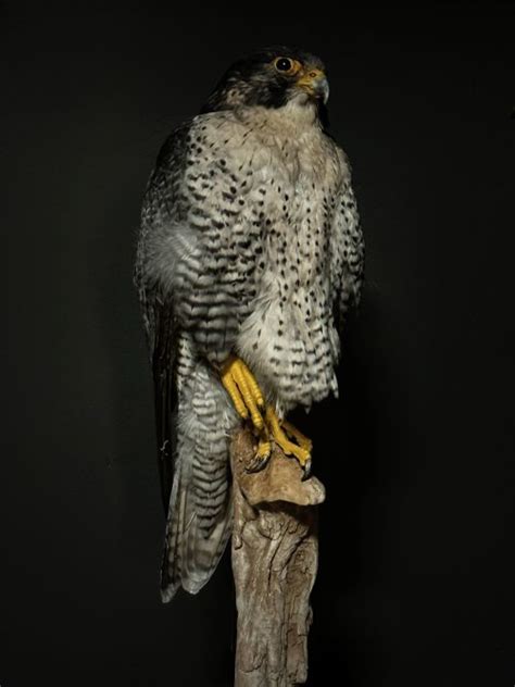 Mounted Peregrine Falcon Falco Peregrinus BEAST Interiors