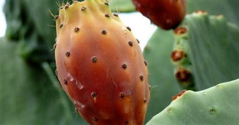 Cactusul Nopal Aliment Si Medicament Biaplant