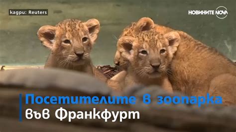 Лъвчета тризнаци радват посетителите на зоопарка във Франкфурт (ВИДЕО ...