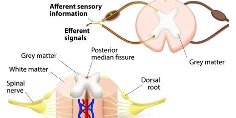 Spinal Cord And Spinal Nerves