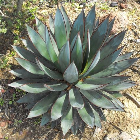 Blue Glow Agave