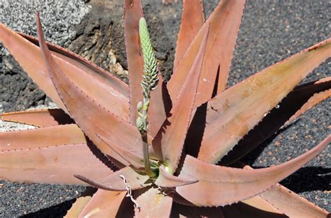 Qué hacer si una planta de aloe se está muriendo