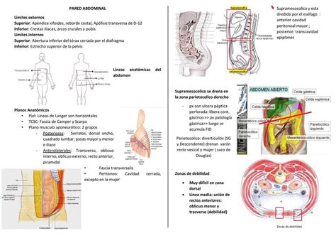 Pared Abdominal Ritmo Sinusal Udocz