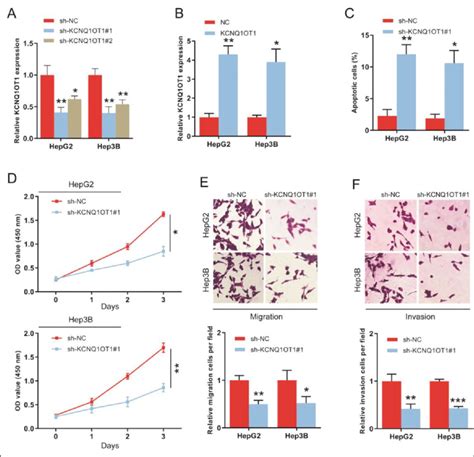 Knockdown Of KCNQ1OT1 Inhibited Proliferation Of HCC Cells A And B