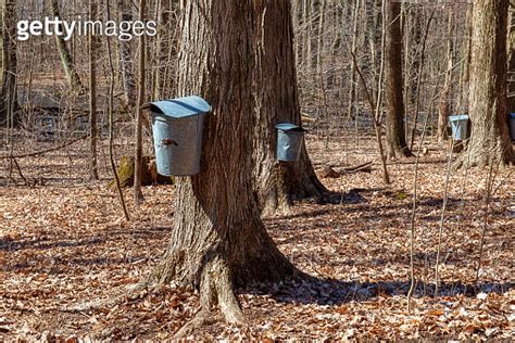 Metal Sap Buckets On Maple Trees Early Spring 이미지 1140144340 게티이미지뱅크