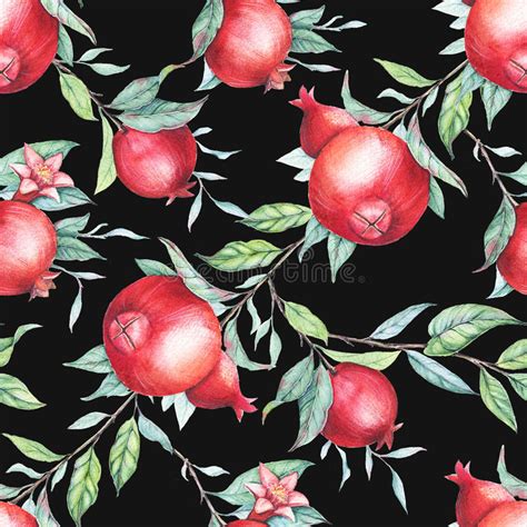 Watercolor Pomegranates Stock Illustrations 475 Watercolor