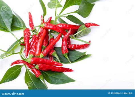 Small Red Spicy Hot Chili Peppers On Plant Leaves Stock Image Image