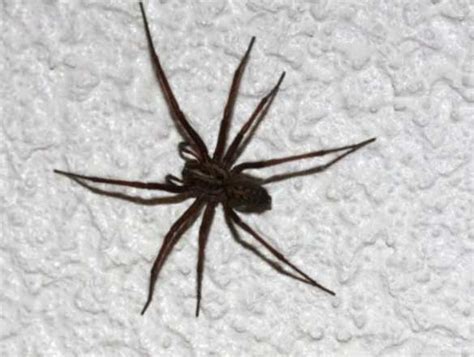 Spiders Control And Treatment Service Melbourne Pest Control Unit