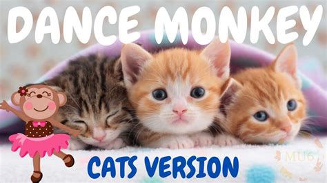 Cats Sing Dance Monkey By Tones And I Cats Singing Song Parody Youtube