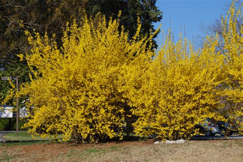 The Forsythia Revolution | What Grows There :: Hugh Conlon