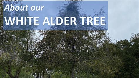 About our WHITE ALDER TREE Facts, Alnus rhombifolia. Facts ...