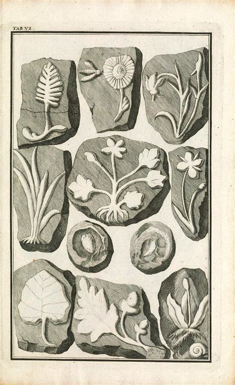 Beringer Plate 6 Free Stock Illustrations Creazilla