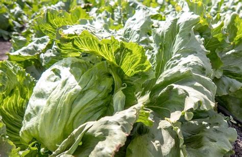 premium photo ripe green crisphead lettuce top view