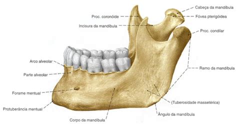 Côndilo Mandibular é Essencial Para a Movimentação Bucal