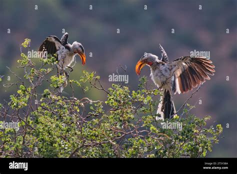 Southern Yellow Billed Hornbills In The Early Morning Light Taken At