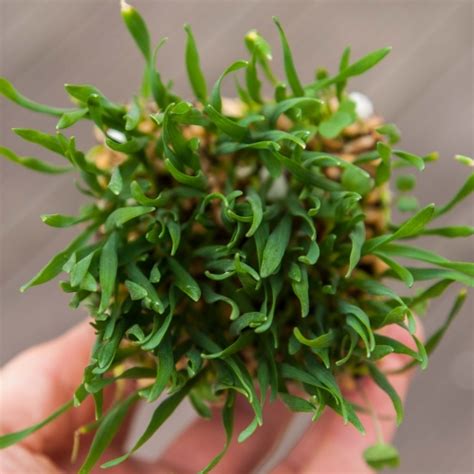 Weizengras Microgreens Samen