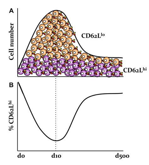 Frontiers Use It Or Lose It Establishment And Persistence Of T Cell