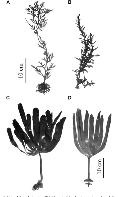 Figure 1 From Effects Of Habitat Structure And Tidal Height On