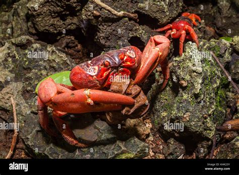 Christmas Island Red Crab Feeding On Leaf Gecarcoidea Natalis Christmas Island Australia