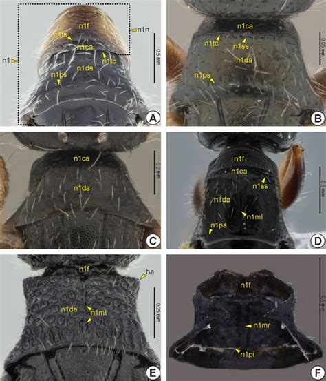 Pronotum, A-E dorsal view, F ventral view. A. Pristocera ♂; B ...