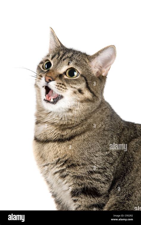 Mewing Cat Isolated On White Stock Photo Alamy