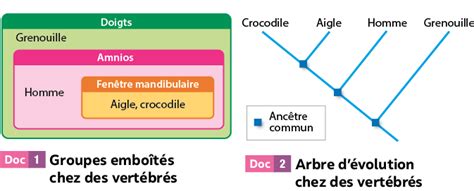 Retracer Les Liens De Parent Dans Un Arbre D Volution Sciences Et