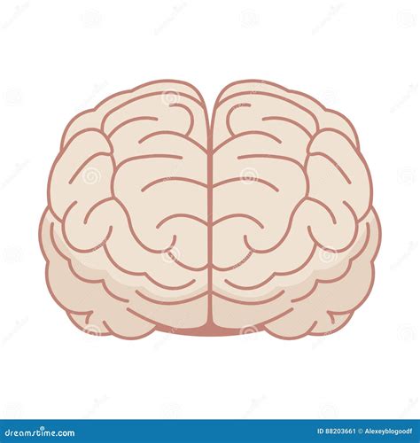 Brain Front View Icon Vector Illustration | CartoonDealer.com #89183850