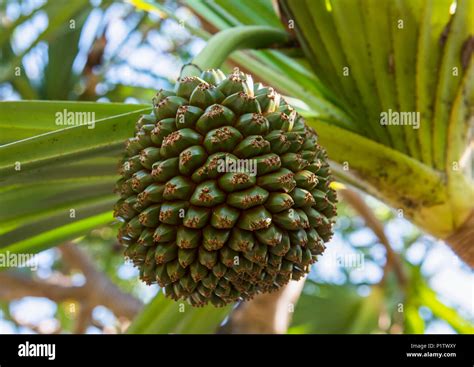 Pandanus Screw Pine Hi Res Stock Photography And Images Alamy