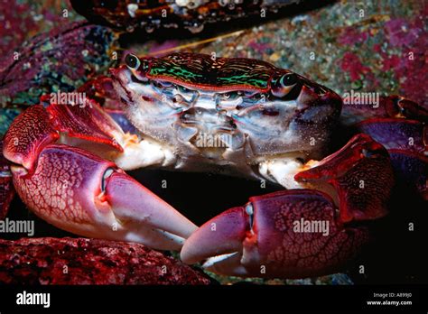 Striped Shore Crab Pachygrapsus Crassipes California Pacific Ocean