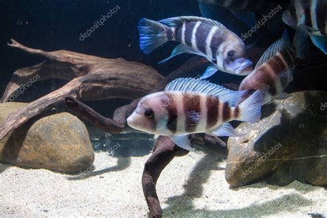 Frontosa Cichlid Cyphotilapia Frontosa Cichlid Endémico Del Lago