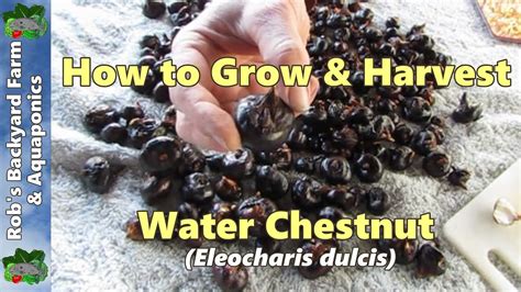 How To Grow And Harvest Water Chestnut Youtube