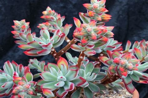 Echeverias Further Tips Ottershaw Cacti