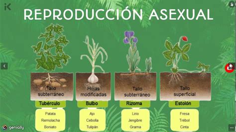 Tema 3 Reproducción Asexual En Las Plantas Youtube