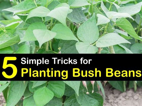 Companion Planting Bush Beans Saemtowson