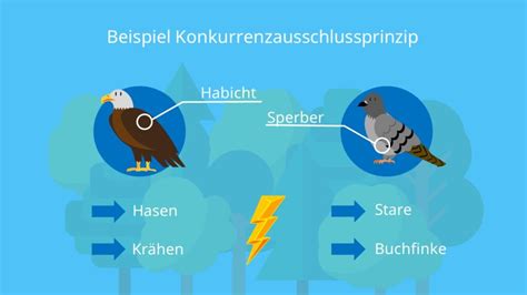 Konkurrenzausschlussprinzip Beispiel Und Definition Mit Video