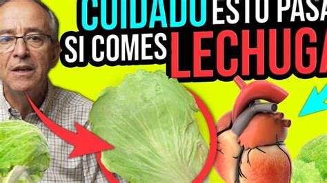 Comer Mucha Lechuga Engorda Mito O Realidad Todo Engorda